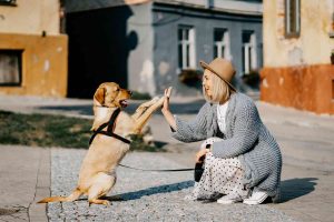 3 Important Supplies You Should Have As A Dog Owner