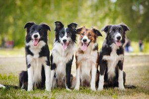 The Basics of Dog Training in Orem