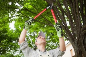 DIY Tree Care: The Pros And The Cons