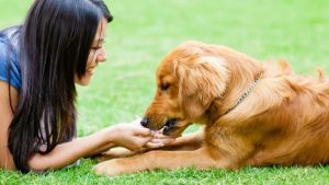 Supporting Healthy Development and Immune Function in Puppies with Probiotics