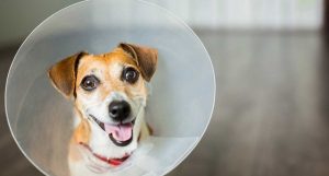 The Decision to Desex: Unveiling the Benefits of Neutering Male Dogs
