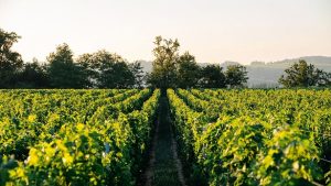Investing in Vineyards: Exploring the Benefits of Ellijay Land for Sale 